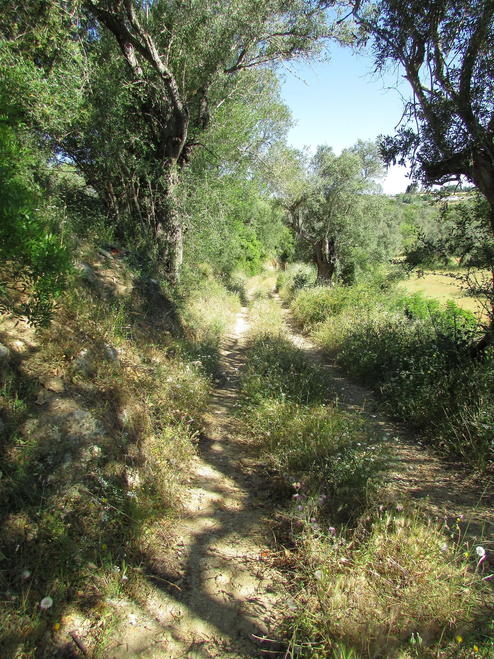 Caminho rural rodeado de vegetação perto de Branqueira